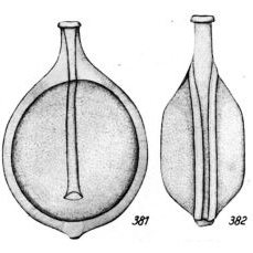 Lagena orbitifera Buchner, 1940
