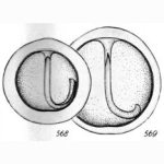 Lagena pseudomarginata Buchner, 1940