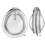 Lagena pseudoorbignyana Buchner, 1940