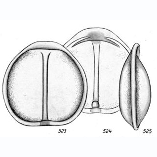 Lagena pulviniformis Buchner, 1940 Lagena pulviniformis Buchner, 1940