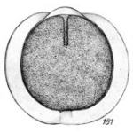 Lagena punctatissima Buchner, 1940