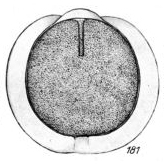Lagena punctatissima Buchner, 1940 Lagena punctatissima Buchner, 1940