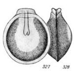 Lagena punctigera Buchner, 1940