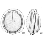 Lagena pustulata Buchner, 1940