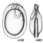 Lagena reflectens Buchner, 1940