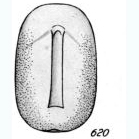 Lagena removens Buchner, 1940, author: Le Coze, François