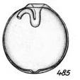Lagena rittmannii Buchner, 1940