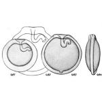 Lagena rittmannii Buchner, 1940