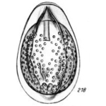 Lagena seguenzae Buchner, 1940