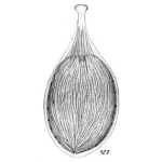 Lagena serica Buchner, 1940
