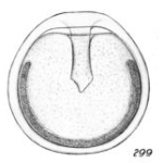 Lagena sidebottomii Buchner, 1940