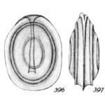 Lagena silvestrii Buchner, 1940