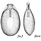 Lagena subtilis Buchner, 1940