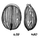 Lagena tingillifera Buchner, 1940
