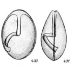 Lagena torquens Buchner, 1940