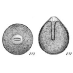Lagena turbiniformis Buchner, 1940