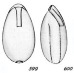 Lagena turgida Buchner, 1940