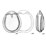 Lagena tympaniolum Buchner, 1940