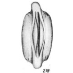 Lagena tympaniolum Buchner, 1940