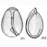 Lagena uncifera Buchner, 1940