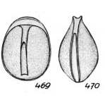 Lagena crustosa var. devia Buchner, 1940