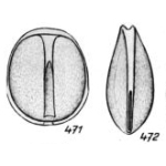 Lagena crustosa var. devia Buchner, 1940