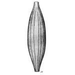 Lagena distoma var. ingens Buchner, 1940