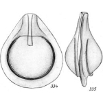 Lagena granifera var. trimarginata Buchner, 1940