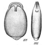 Lagena laevigata var. labiata Buchner, 1940