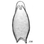 Lagena laevigata var. labiata Buchner, 1940