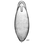 Lagena laevigata var. labiata Buchner, 1940