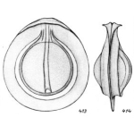 Lagena orbignyana var. rhumbleri Buchner, 1940