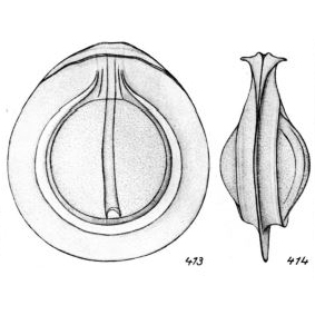 Lagena orbignyana var. rhumbleri Buchner, 1940 Lagena orbignyana var. rhumbleri Buchner, 1940