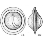 Lagena pseudomarginata var. benecincta Buchner, 1940