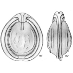 Lagena pseudoorbignyana var. tumulosa Buchner, 1940