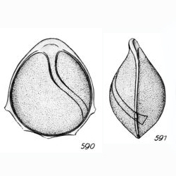 Lagena staphyllearia var. perforatissima Buchner, 1940 Lagena staphyllearia var. perforatissima Buchner, 1940