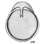 Lagena annectens f. variocarinata Buchner, 1940