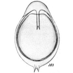Lagena annectens f. variocarinata Buchner, 1940