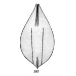 Lagena annectens f. variocarinata Buchner, 1940