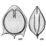 Lagena annectens f. pseudostaphyllearia Buchner, 1940