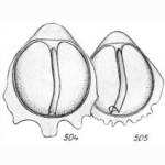Lagena lateralis f. alata Buchner, 1940