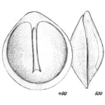 Lagena lateralis f. carinata Buchner, 1940