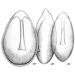 Lagena lateralis f. simplex Buchner, 1940, author: Le Coze, François
