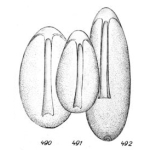 Lagena lateralis f. simplex Buchner, 1940