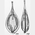 Lagena tenuistriata f. disjungens Buchner, 1940