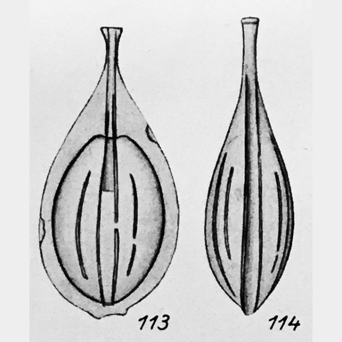 Lagena tenuistriata f. disjungens Buchner, 1940 Lagena tenuistriata f. disjungens Buchner, 1940