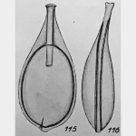 Lagena tenuistriata f. disjungens Buchner, 1940