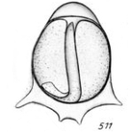 Lagena staphyllearia f. longispina Buchner, 1940