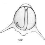 Lagena staphyllearia f. longispina Buchner, 1940