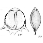 Lagena staphyllearia f. longispina Buchner, 1940